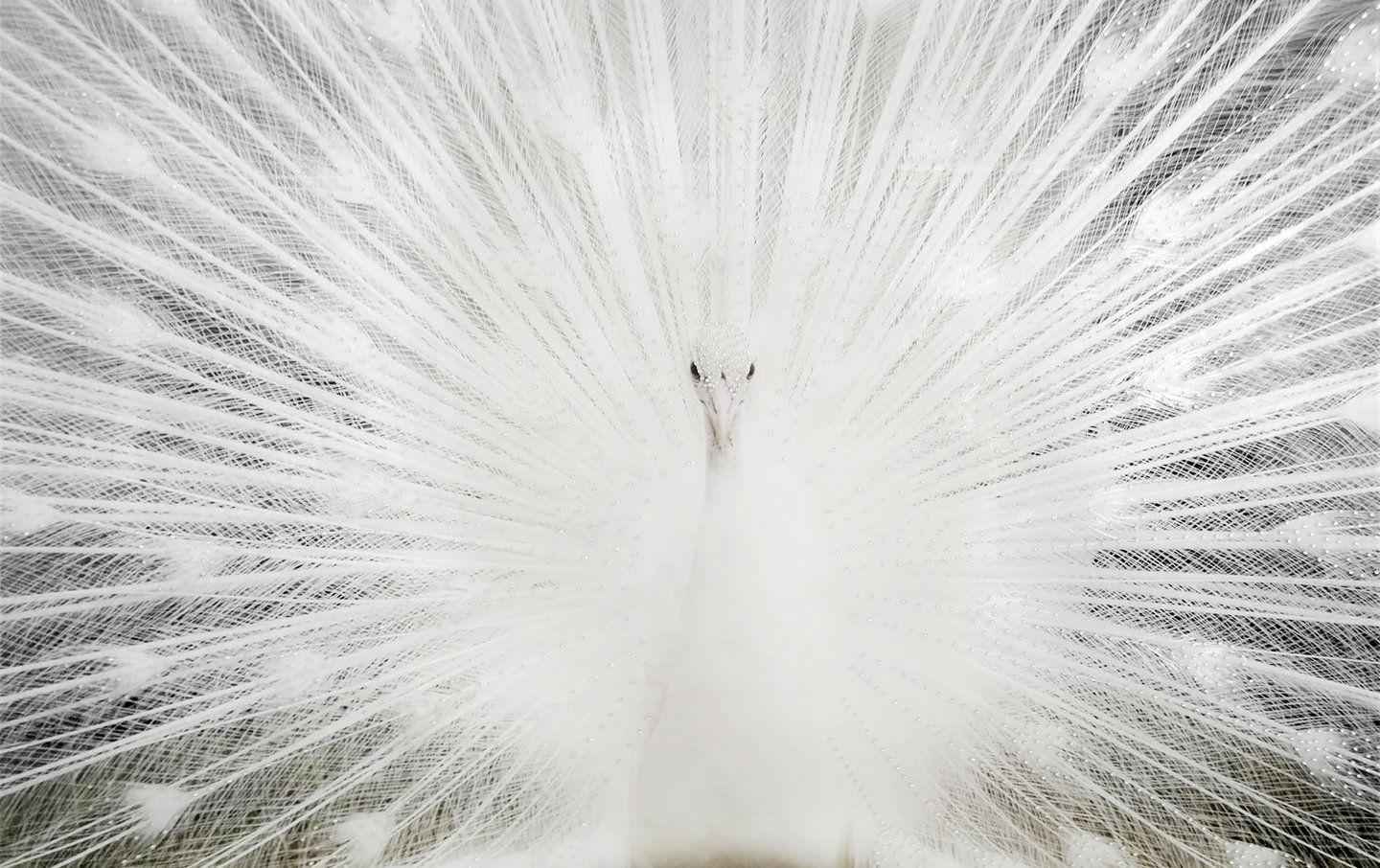 White Peacock Picture